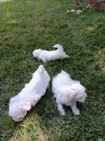 Rocky, a male Maltese for sale in Shelby Charter Township, MI – 2 of 3