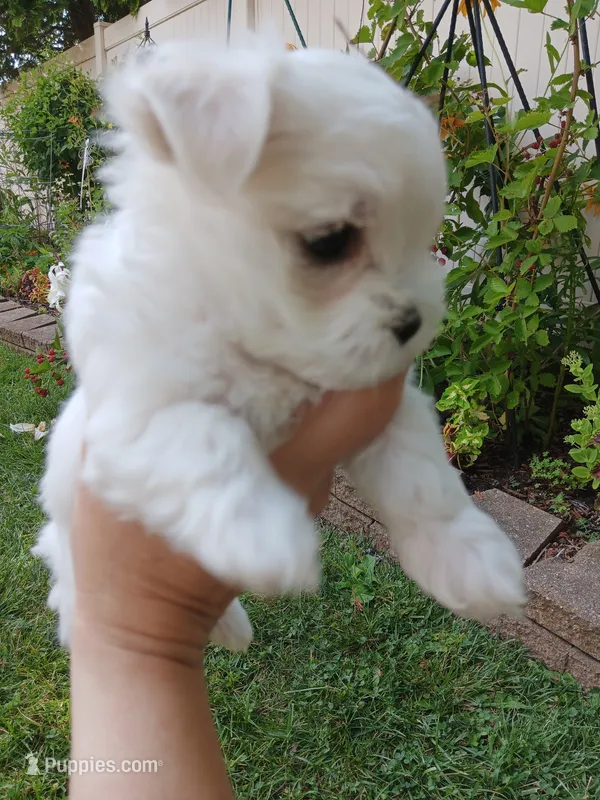 lefty – Maltese puppy for sale in Shelby Charter Township, MI
