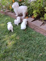 Rocky, a male Maltese for sale in Shelby Charter Township, MI – 3 of 3
