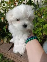 Poppy, a female Maltese for sale in Shelby Charter Township, MI – 2 of 3
