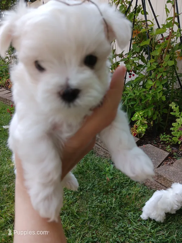 Jazz – Maltese puppy for sale in Shelby Charter Township, MI