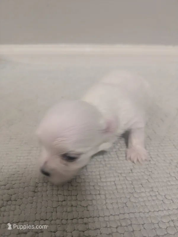 Jazz – Maltese puppy for sale in Shelby Charter Township, MI
