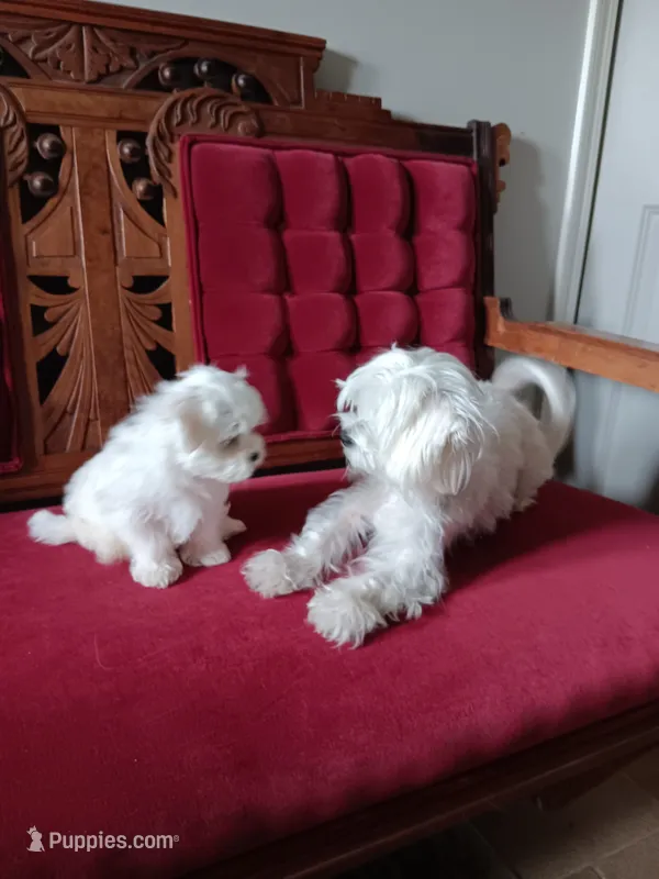 Poppy – Maltese puppy for sale in Shelby Charter Township, MI