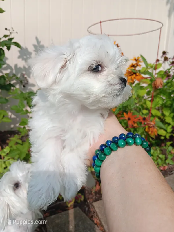 Poppy – Maltese puppy for sale in Shelby Charter Township, MI