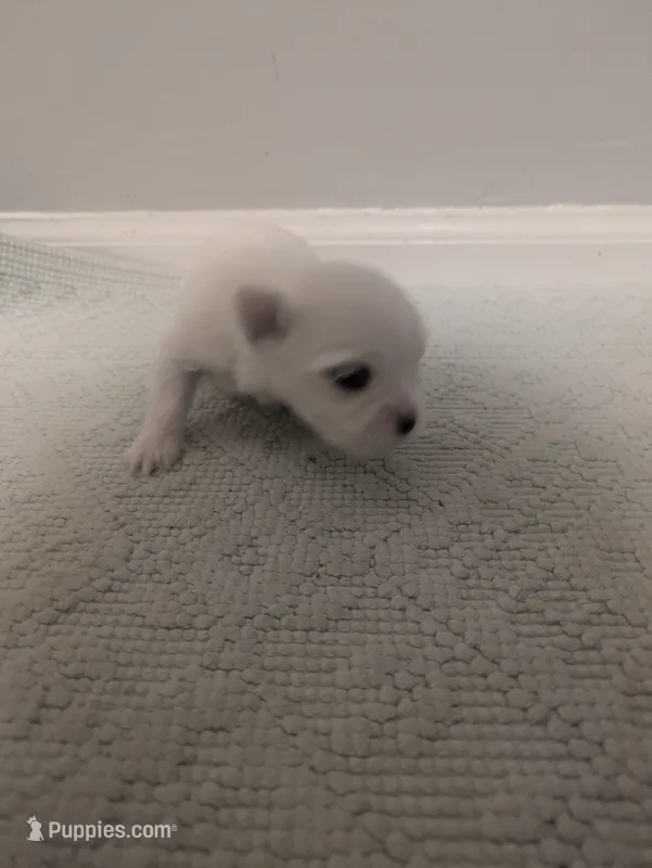 Jazz – Maltese puppy for sale in Shelby Charter Township, MI