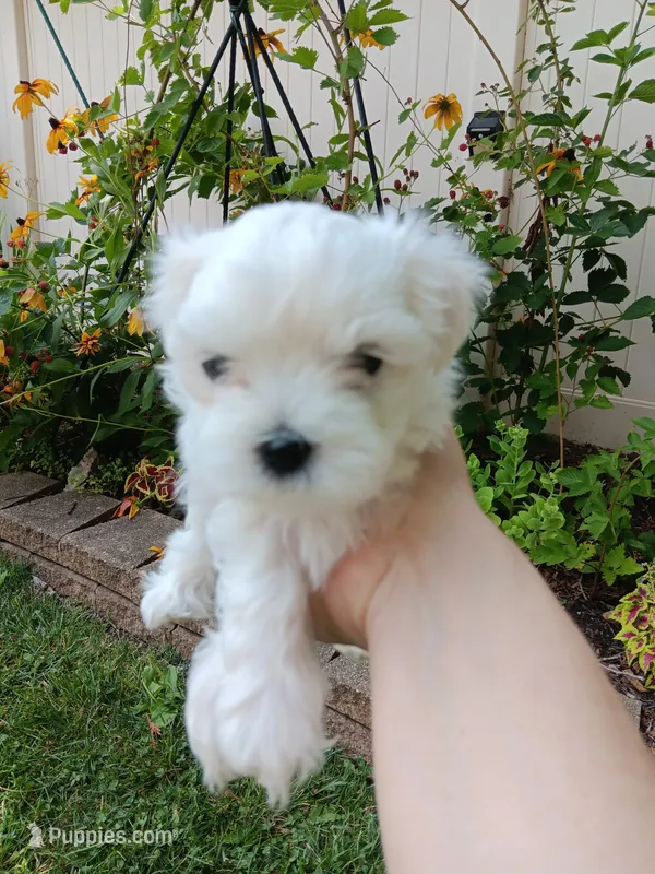 Rocky – Maltese puppy for sale in Shelby Charter Township, MI