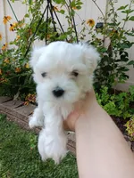 Rocky, a male Maltese for sale in Shelby Charter Township, MI – 1 of 3