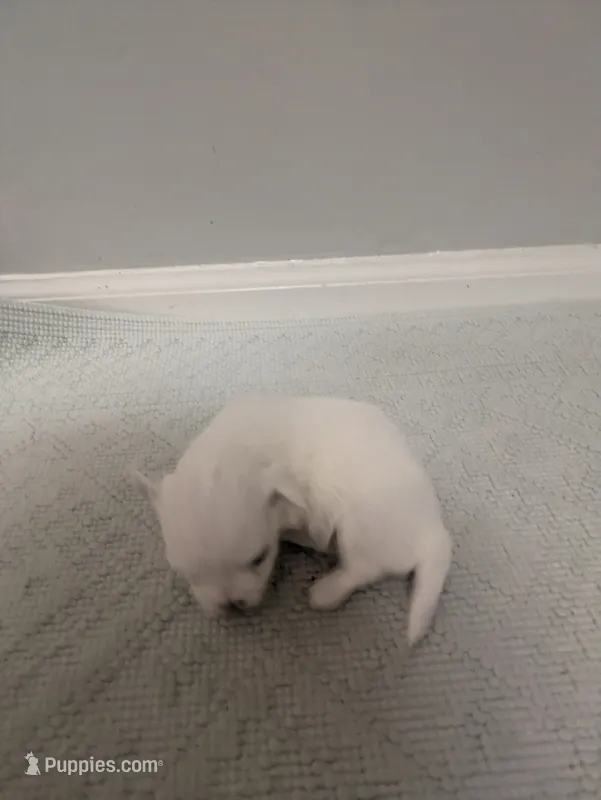 Rocky – Maltese puppy for sale in Shelby Charter Township, MI