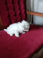 Poppy, a female Maltese for sale in Shelby Charter Township, MI – 3 of 3