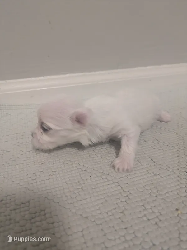Disco – Maltese puppy for sale in Shelby Charter Township, MI