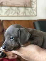 Tommy “TwoToes” Capone, a male Miniature Dachshund for sale in Winston-Salem, NC – 3 of 4