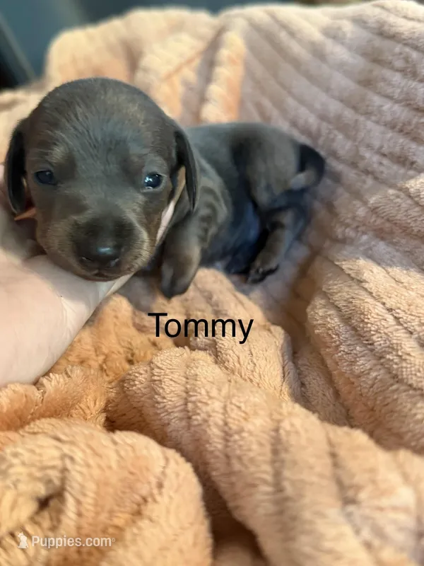 Tommy “TwoToes” Capone – Miniature Dachshund puppy for sale in Winston-Salem, NC