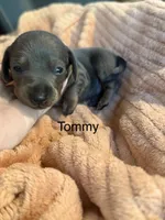 Tommy “TwoToes” Capone, a male Miniature Dachshund for sale in Winston-Salem, NC – Photo 1 of 4