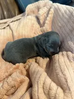 Tommy “TwoToes” Capone, a male Miniature Dachshund for sale in Winston-Salem, NC – Photo 3 of 4