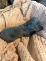 Tommy “TwoToes” Capone, a male Miniature Dachshund for sale in Winston-Salem, NC – Photo 4 of 4