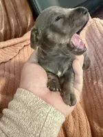 Tommy “TwoToes” Capone, a male Miniature Dachshund for sale in Winston-Salem, NC – Photo 2 of 4