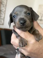Tommy “TwoToes” Capone, a male Miniature Dachshund for sale in Winston-Salem, NC – 2 of 4