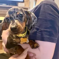 Sigmond, a male Miniature Dachshund for sale in Winston-Salem, NC – Photo 1 of 2