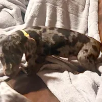 Sigmond, a male Miniature Dachshund for sale in Winston-Salem, NC – Photo 2 of 2