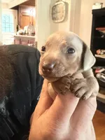 Rickey, a male Miniature Dachshund for sale in Winston-Salem, NC – 3 of 4