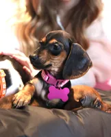 Louise, a  Miniature Dachshund for sale in Winston-Salem, NC – Photo 1 of 2