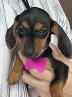 Louise, a  Miniature Dachshund for sale in Winston-Salem, NC – Photo 2 of 2