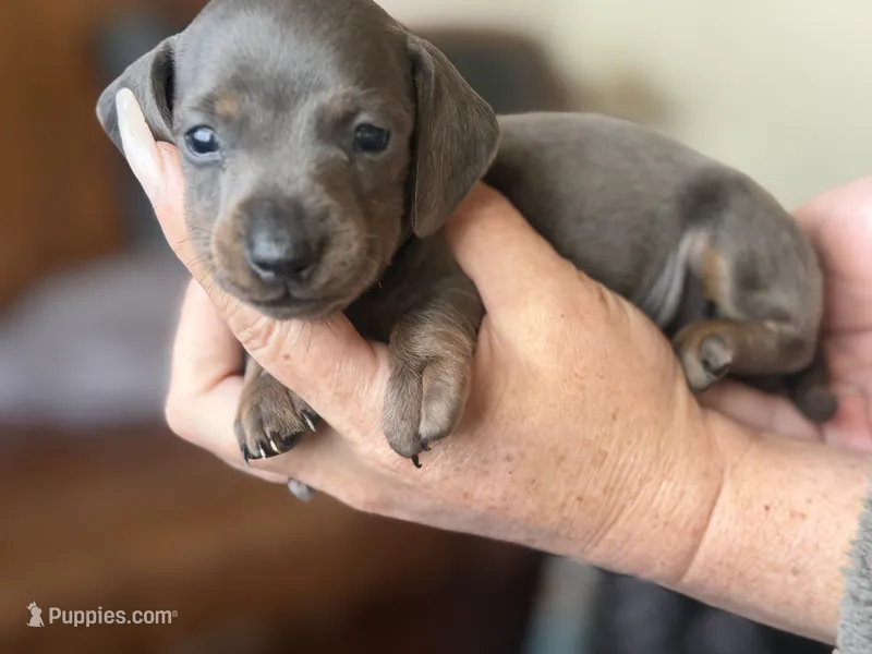 Tommy “TwoToes” Capone – Miniature Dachshund puppy for sale in Winston-Salem, NC