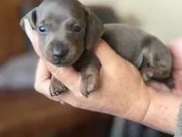 Tommy “TwoToes” Capone, a male Miniature Dachshund for sale in Winston-Salem, NC – 1 of 4
