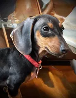 Thelma, a male Miniature Dachshund for sale in Winston-Salem, NC – 1 of 5