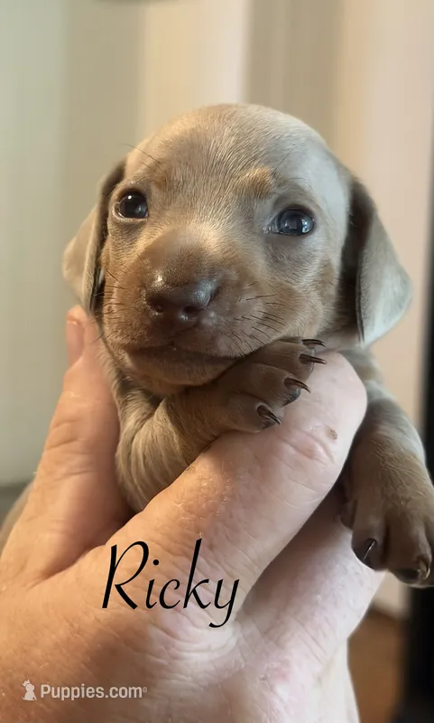 Rickey – Miniature Dachshund puppy for sale in Winston-Salem, NC