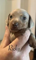 Rickey, a male Miniature Dachshund for sale in Winston-Salem, NC – 1 of 4