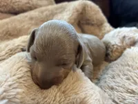Rickey, a male Miniature Dachshund for sale in Winston-Salem, NC – Photo 2 of 2
