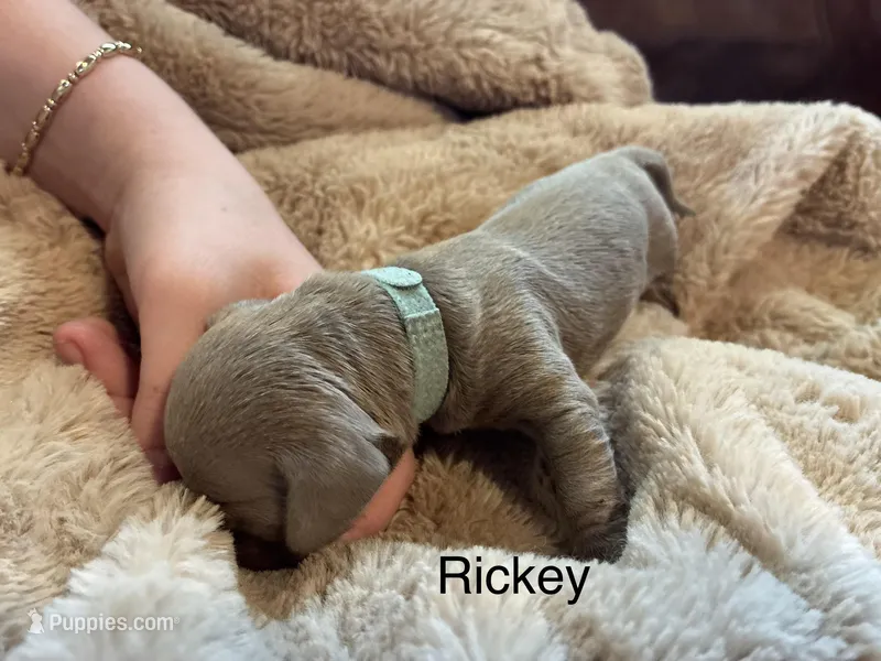 Rickey – Miniature Dachshund puppy for sale in Winston-Salem, NC