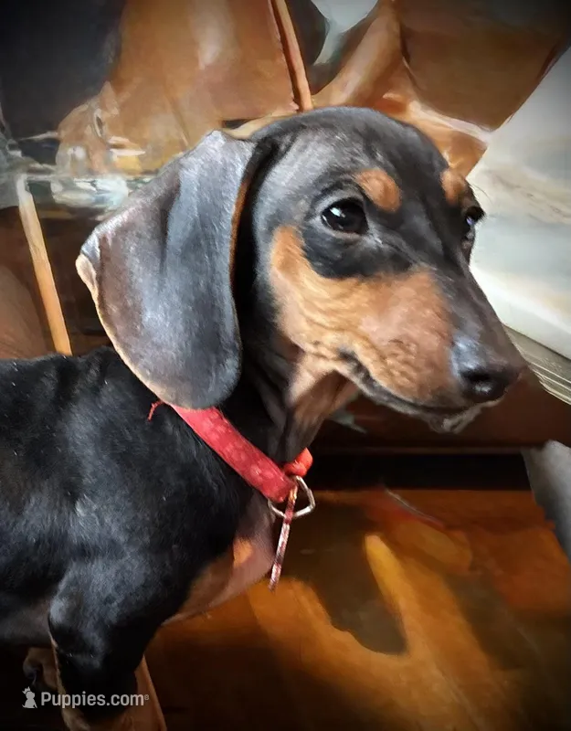 Thelma – Miniature Dachshund puppy for sale in Winston-Salem, NC