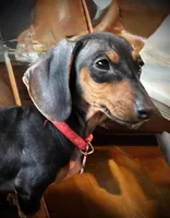 Thelma, a female Miniature Dachshund for sale in Winston-Salem, NC – 1 of 5