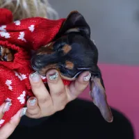 Thelma, a  Miniature Dachshund for sale in Winston-Salem, NC – Photo 2 of 3