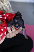 Thelma, a  Miniature Dachshund for sale in Winston-Salem, NC – Photo 2 of 3