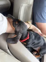 Thelma, a female Miniature Dachshund for sale in Winston-Salem, NC – 2 of 5