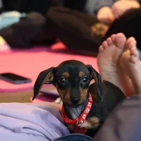 Thelma, a  Miniature Dachshund for sale in Winston-Salem, NC – Photo 3 of 3