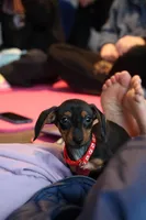 Thelma, a  Miniature Dachshund for sale in Winston-Salem, NC – Photo 3 of 3