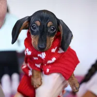 Thelma, a  Miniature Dachshund for sale in Winston-Salem, NC – Photo 1 of 3