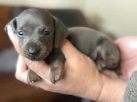 Tommy “TwoToes” Capone, a male Miniature Dachshund for sale in Winston-Salem, NC – 4 of 4