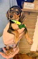 Wilson , a  Miniature Dachshund for sale in Winston-Salem, NC – Photo 4 of 5