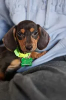 Wilson , a  Miniature Dachshund for sale in Winston-Salem, NC – Photo 1 of 5
