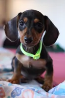 Wilson , a  Miniature Dachshund for sale in Winston-Salem, NC – Photo 2 of 5