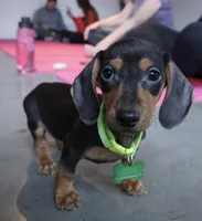 Wilson , a  Miniature Dachshund for sale in Winston-Salem, NC – Photo 3 of 5
