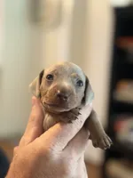 Rickey, a male Miniature Dachshund for sale in Winston-Salem, NC – 2 of 4
