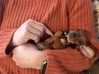 Dexter, a  Miniature Dachshund for sale in Winston-Salem, NC – Photo 4 of 5