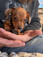 Dexter, a  Miniature Dachshund for sale in Winston-Salem, NC – Photo 2 of 5
