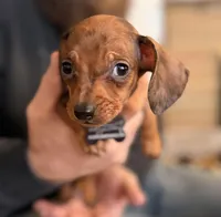 Dexter, a  Miniature Dachshund for sale in Winston-Salem, NC – Photo 1 of 5